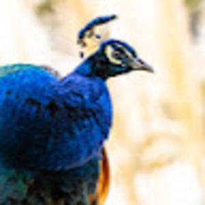 Meet your Posher, Jacob